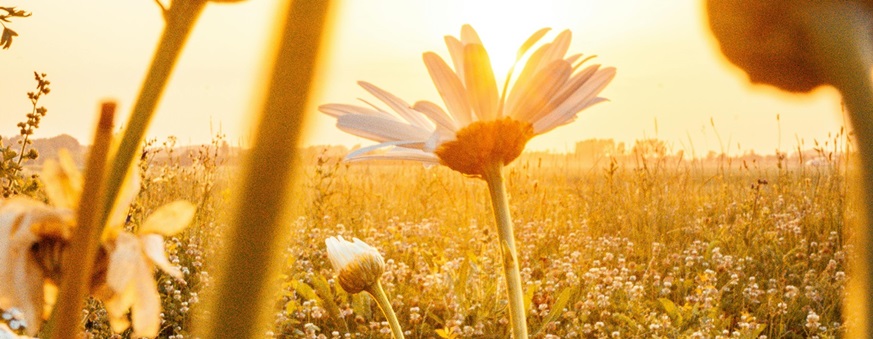zonnebloem